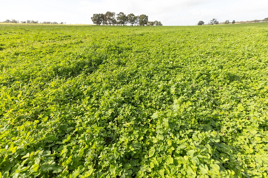 Naracoorte  Ready To Go Grazing