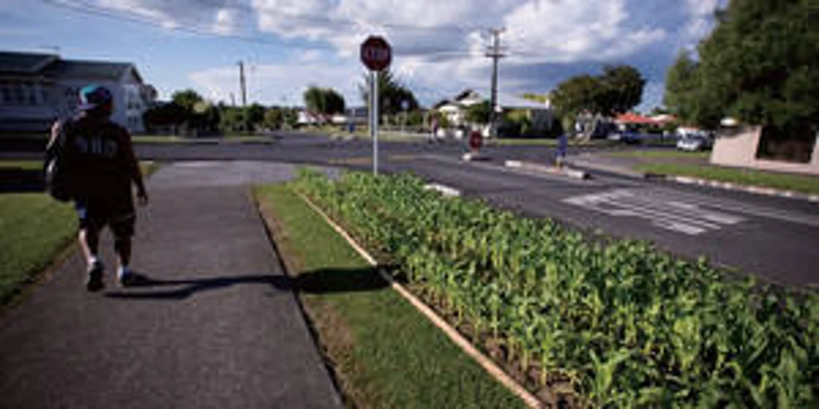 路沿玉米地  居民想出不用剪草坪的好办法