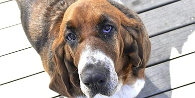 爱心送犬竟被转手出售