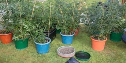 章鱼行动   警方突袭种植大麻的乡村物业
