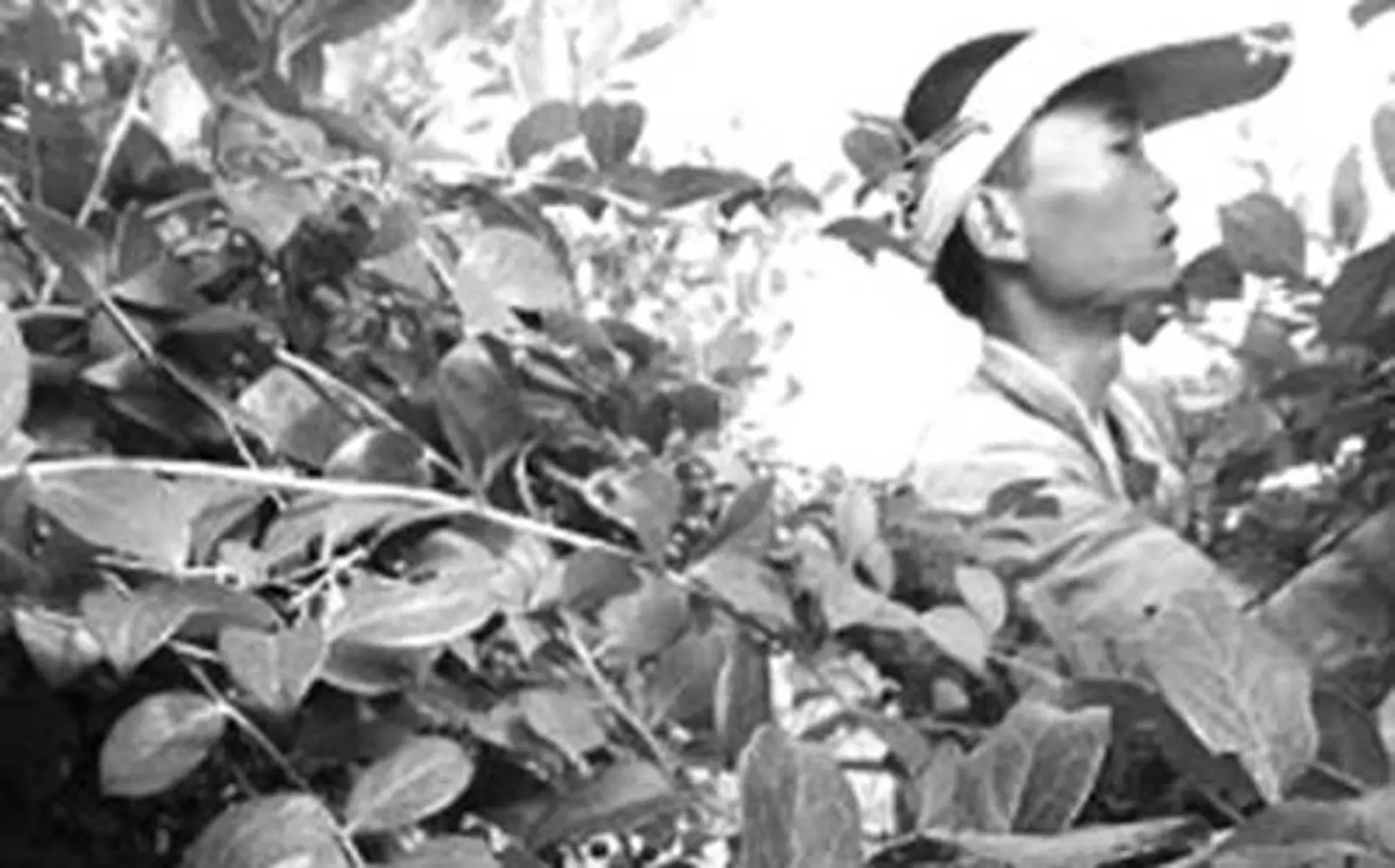 新西兰“打工度假签证”，唯一针对中国公民开放的打工签证，记住7月8日 ... ... ...