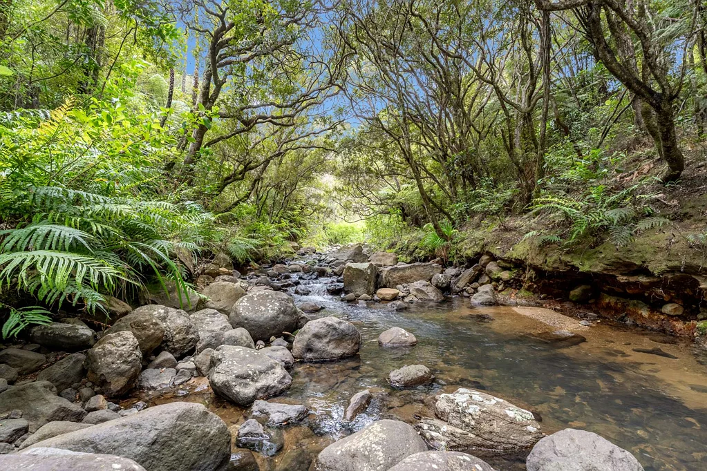 Whenuakite Native Bush Oasis