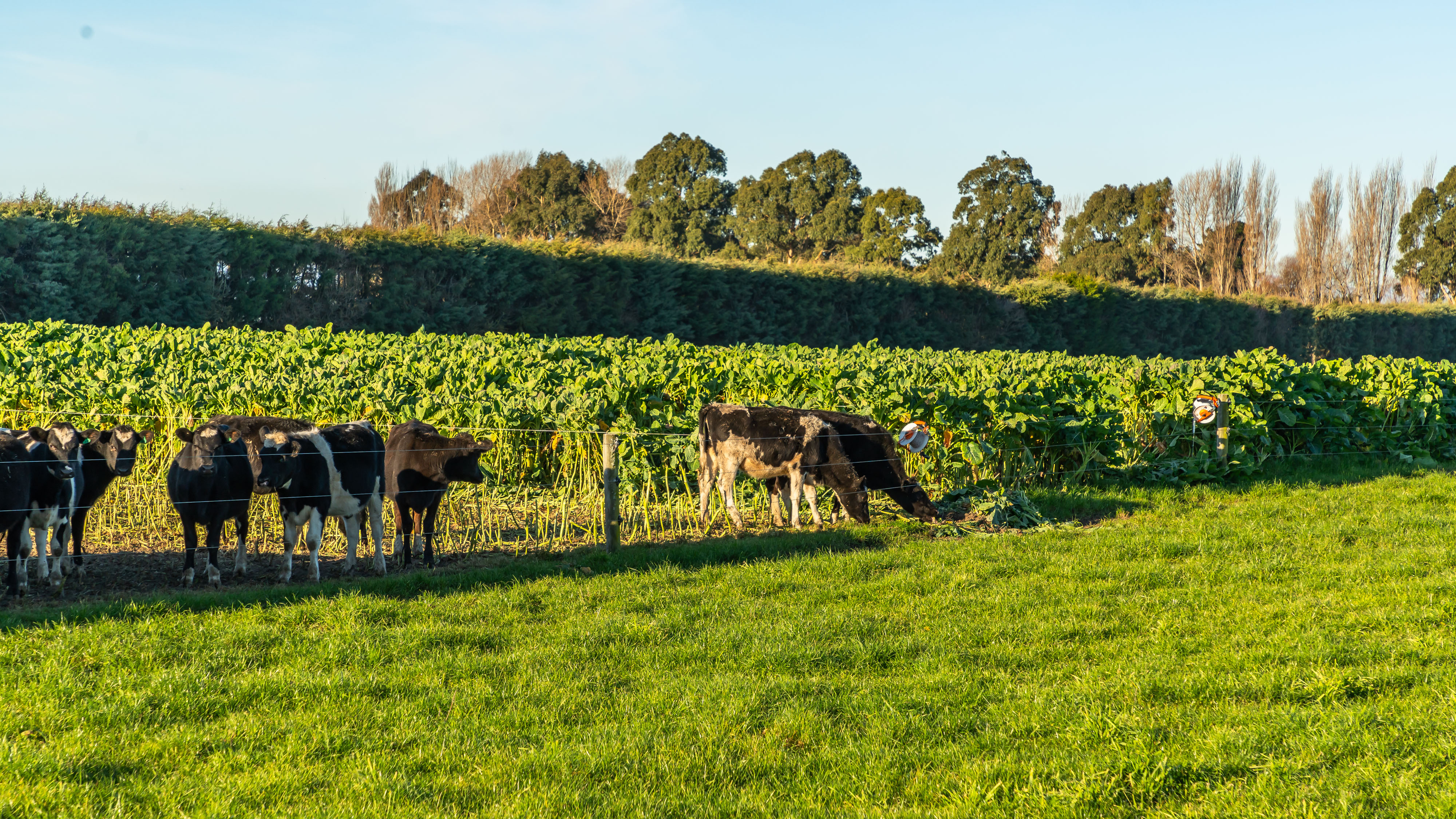 1016 Selwyn Lake Road, Leeston, Selwyn, 0 Schlafzimmer, 0 Badezimmer, Grazing