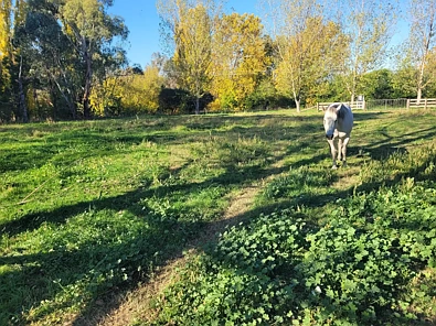 Mansfield An acre in town for your pony, moveable unit or market garden?
