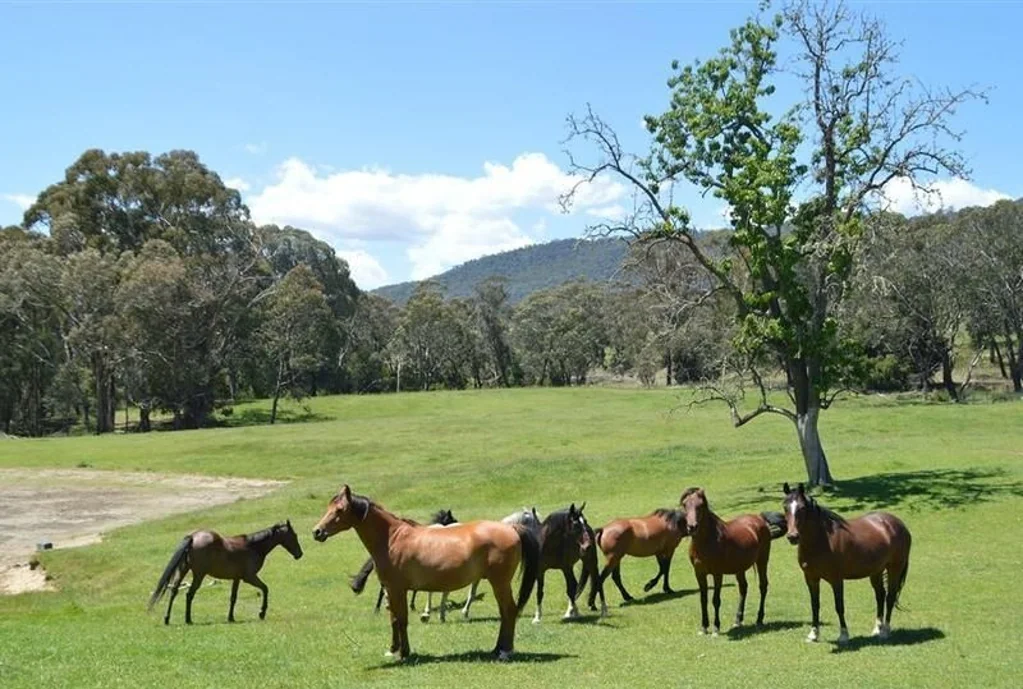 Tumbarumba Idyllic Rural Acreage - 10.12ha with Bore, Yards & Creek Proximity