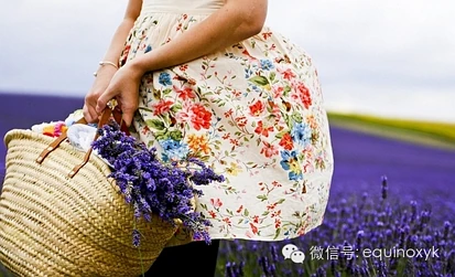 【别样美景】胜似普罗旺斯，新西兰五大浪漫薰衣草庄园