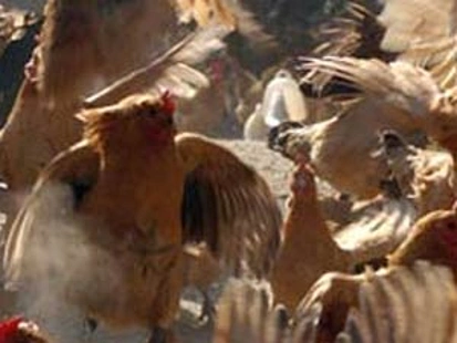 新西兰研究认为自己养鸡存在感染致命病菌的风险