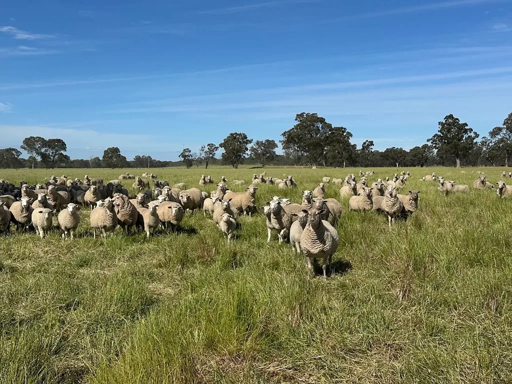 Culcairn  Grazing & Cropping Land - Getaway/Weekender
