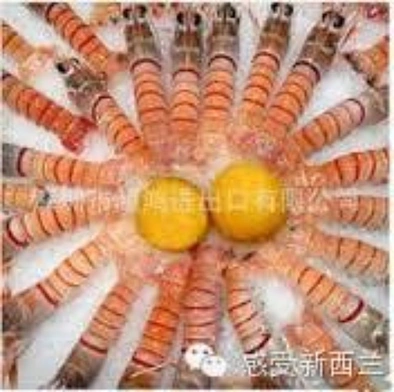 新西兰南极小龙虾scampi
