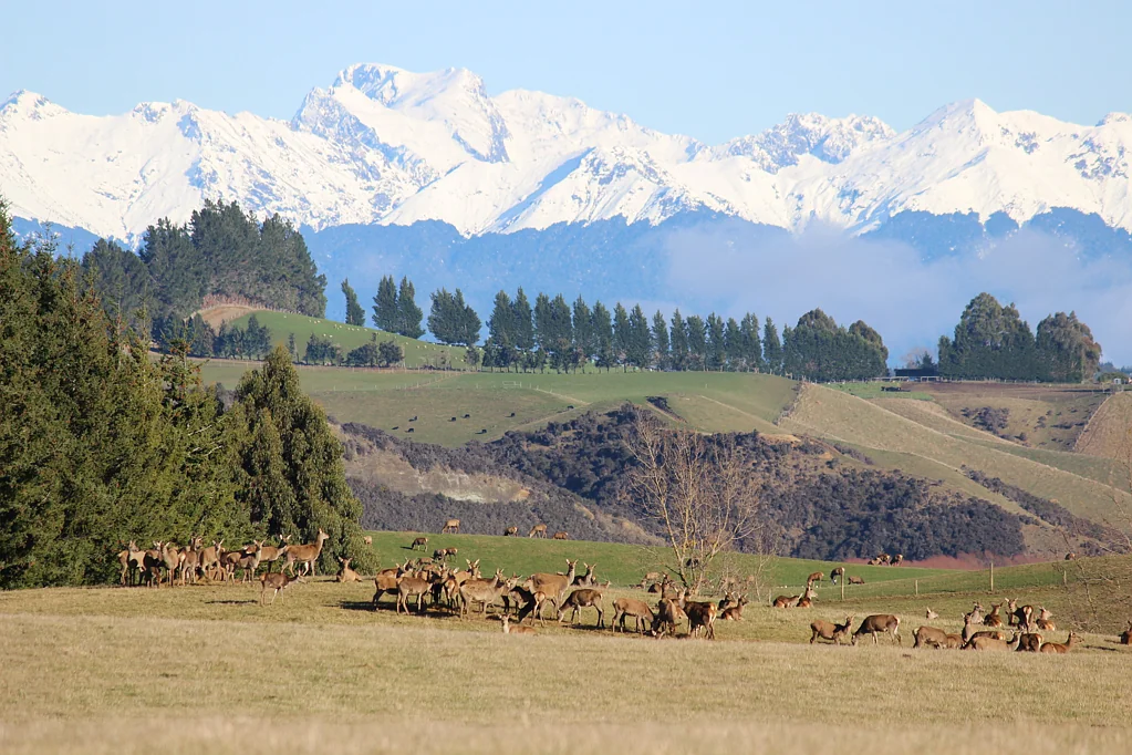 Te Anau Premium Fiordland Deer or Grazing Unit