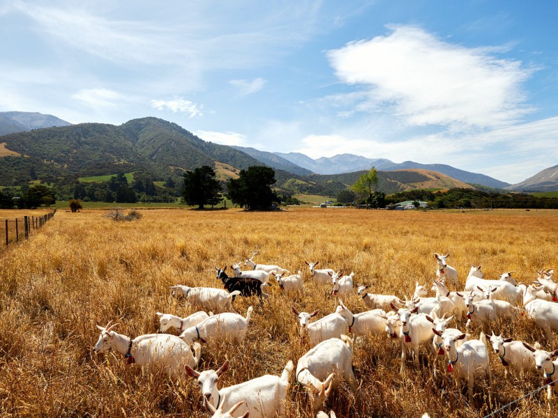 243 Bay Paddock Road, Hapuku, Kaikoura, 0 rūma, 0 rūma horoi