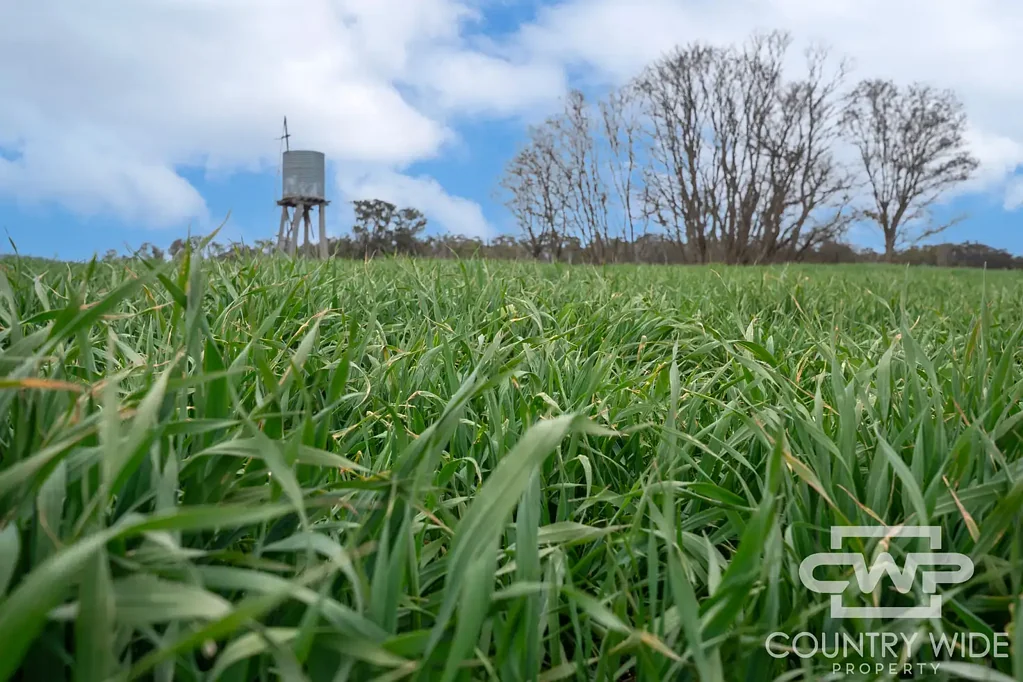 Glen Innes 'Plain View'