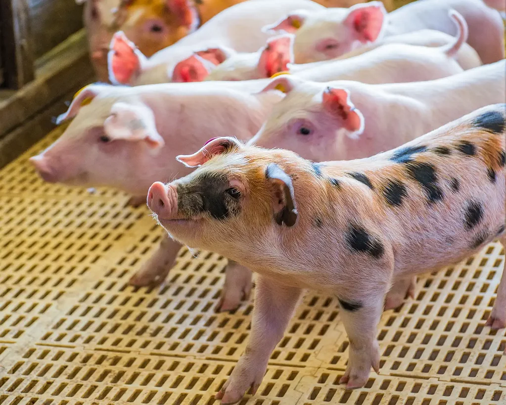 Kyogle  EXPRESSIONS OF INTEREST - “GLENGOWRIE” & “JACKSONS FLAT” PIGGERY AND LIVESTOCK PROPERTIES