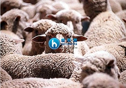 据农民联合会调成 受中国影响纽农民预期悲观