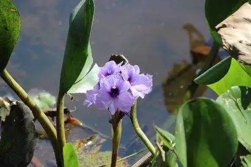 水葫芦，“猪都不吃的湿垃圾”