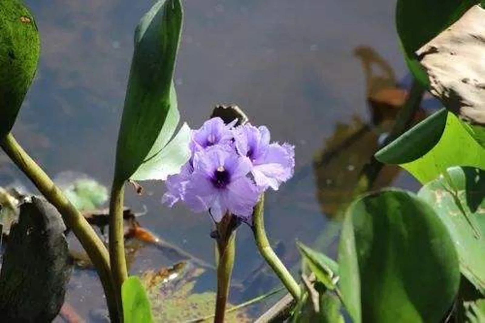 水葫芦,“猪都不吃的湿垃圾”
