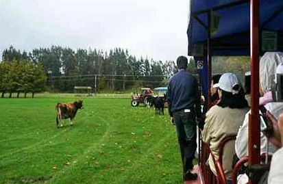 入境新西兰人数5月份同比增长9%