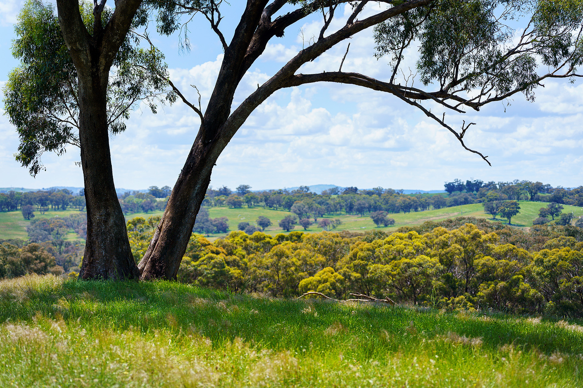 223 NUGGETTY RD, MALDON VIC 3463, 0 ਕਮਰੇ, 0 ਬਾਥਰੂਮ, Lifestyle Property