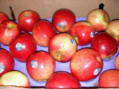 新西兰水果遭假冒 “订做洋标签”一分钱一张