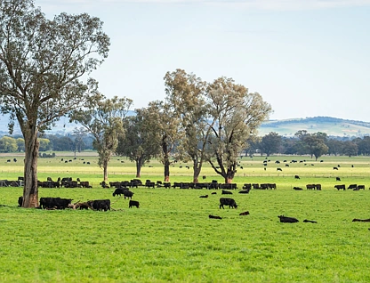  STONEHAVEN | 269 Stonehaven Road, Holbrook, Riverina, 0 غرف, 0 حمامات, Lifestyle Property