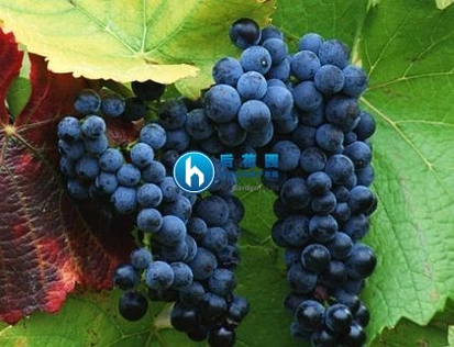 葡萄产量削减  新西兰廉价酒提价