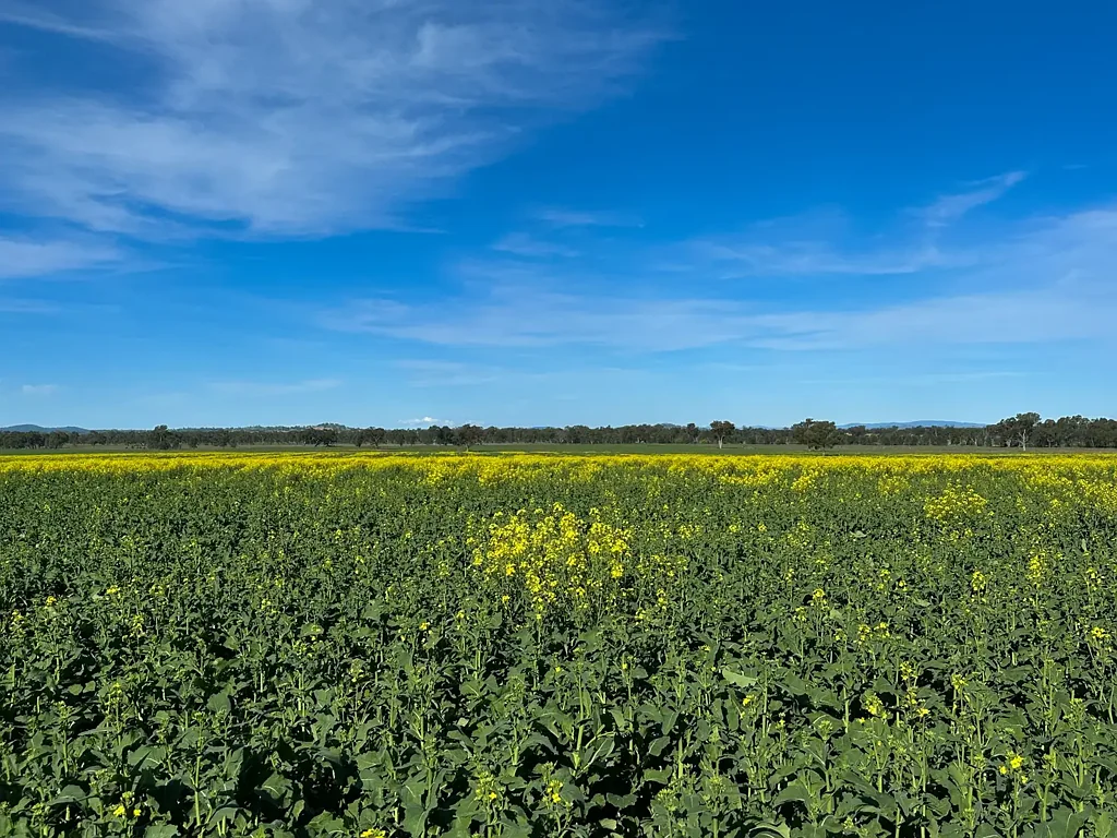 Culcairn Productive farming opportunity