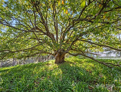 1963 Eltham- Yarra Glen Road, Yarra Glen, East Melbourne, 2 રૂમ, 1 બાથરૂમ, Lifestyle Property