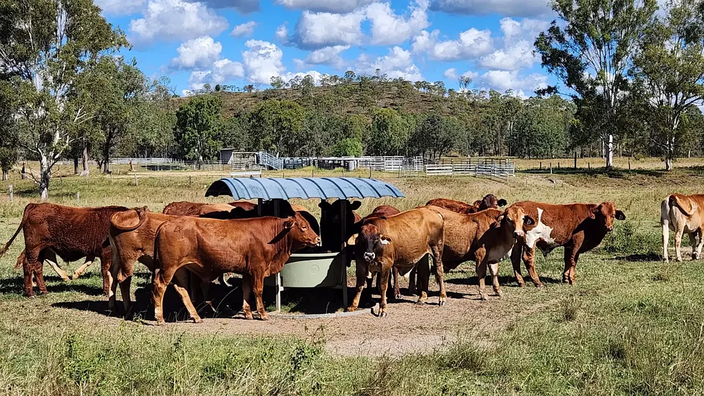 Mungungo 'Hillview' - Development Opportunity, Water Security & Fat Cattle