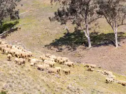 'Bartagunyah' Survey Road, Melrose