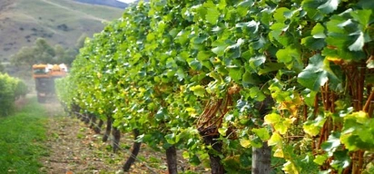 南岛 Marlborough 获奖葡萄园上市找买家