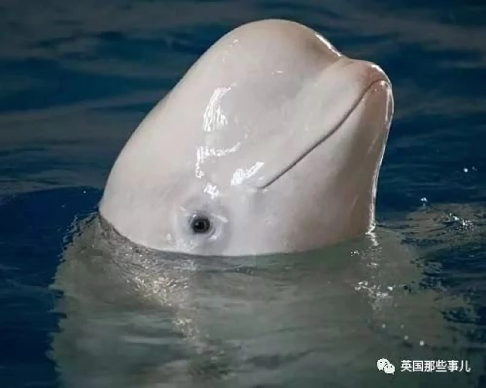 上海的两只白鲸宝宝要去冰岛回归海洋了！放生前居然还要增肥？