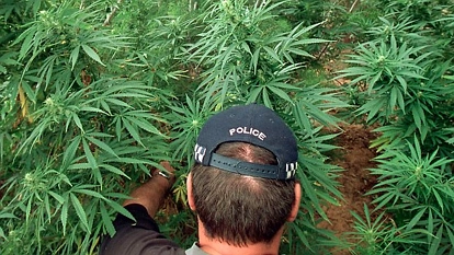 新西兰警方突击行动缴获60万纽币大麻