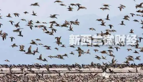 天凉了 这两天新西兰的候鸟又要往中国飞了 祈祷中国的湿地还没消失 ... ...