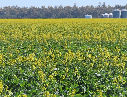 "Carpendale Agri" Gore Hwy, Goondiwindi, Darling Downs, 0 rūma, 0 rūma horoi, Lifestyle Property