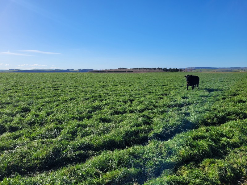 Incholme School Road, Five Forks and Surrounds, Waitaki, 0 Kuwarto, 1 Banyo, Bare Land