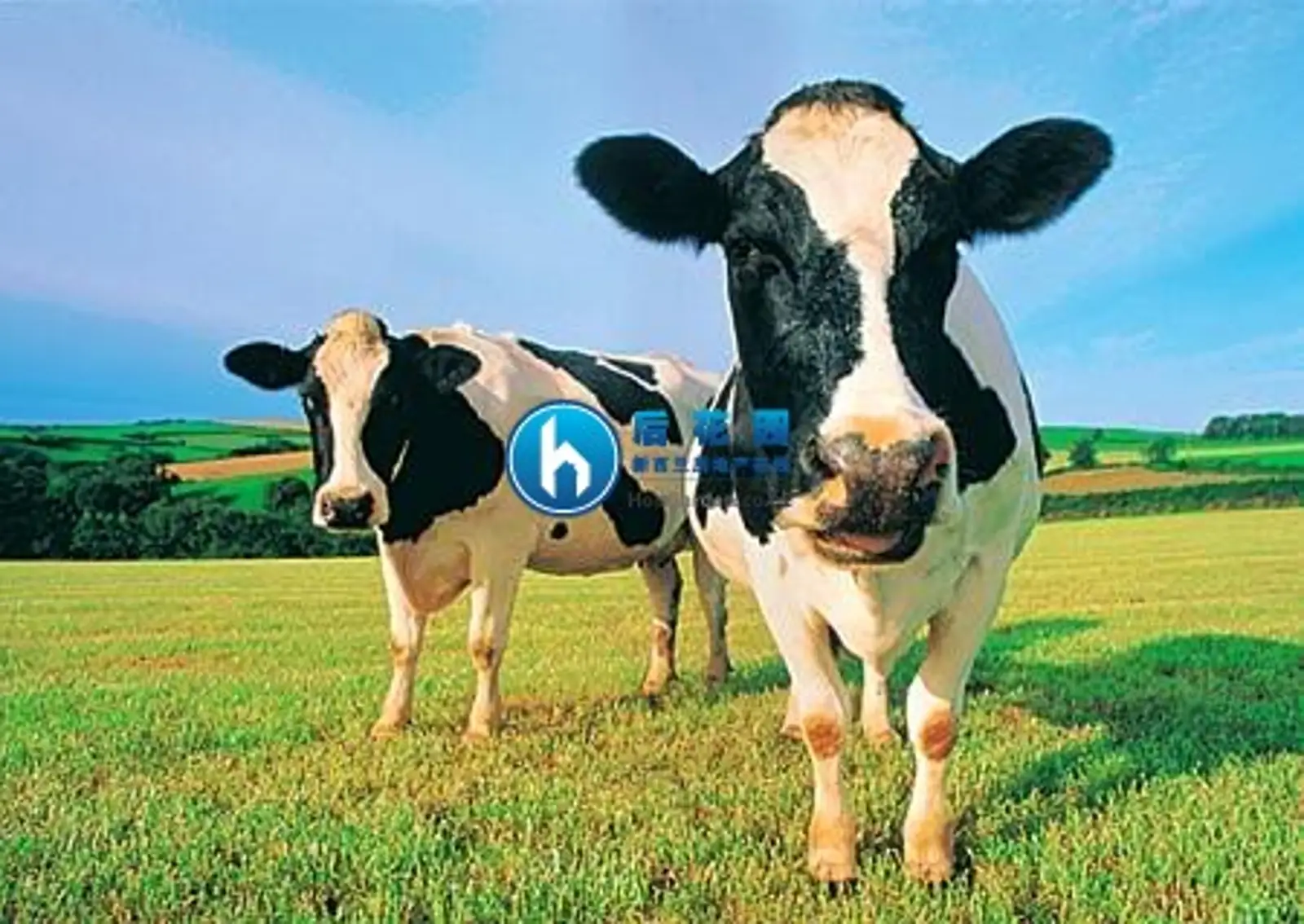 新西兰对华乳制品出口支撑贸易顺差