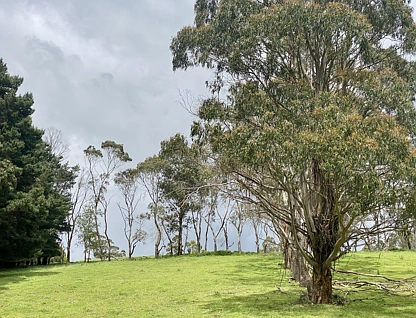 5464 Bass Highway, Elizabeth Town, Launceston and North East, 0 rūma, 0 rūma horoi, Lifestyle Property
