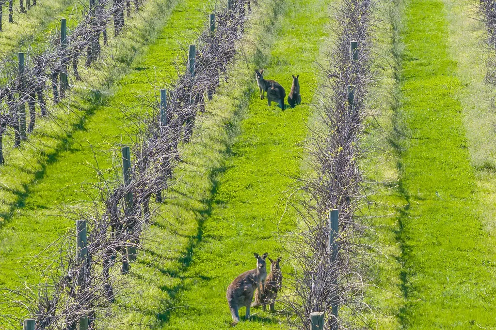 Cowra BUILD YOUR DREAM HERE ON 5ACRES*!