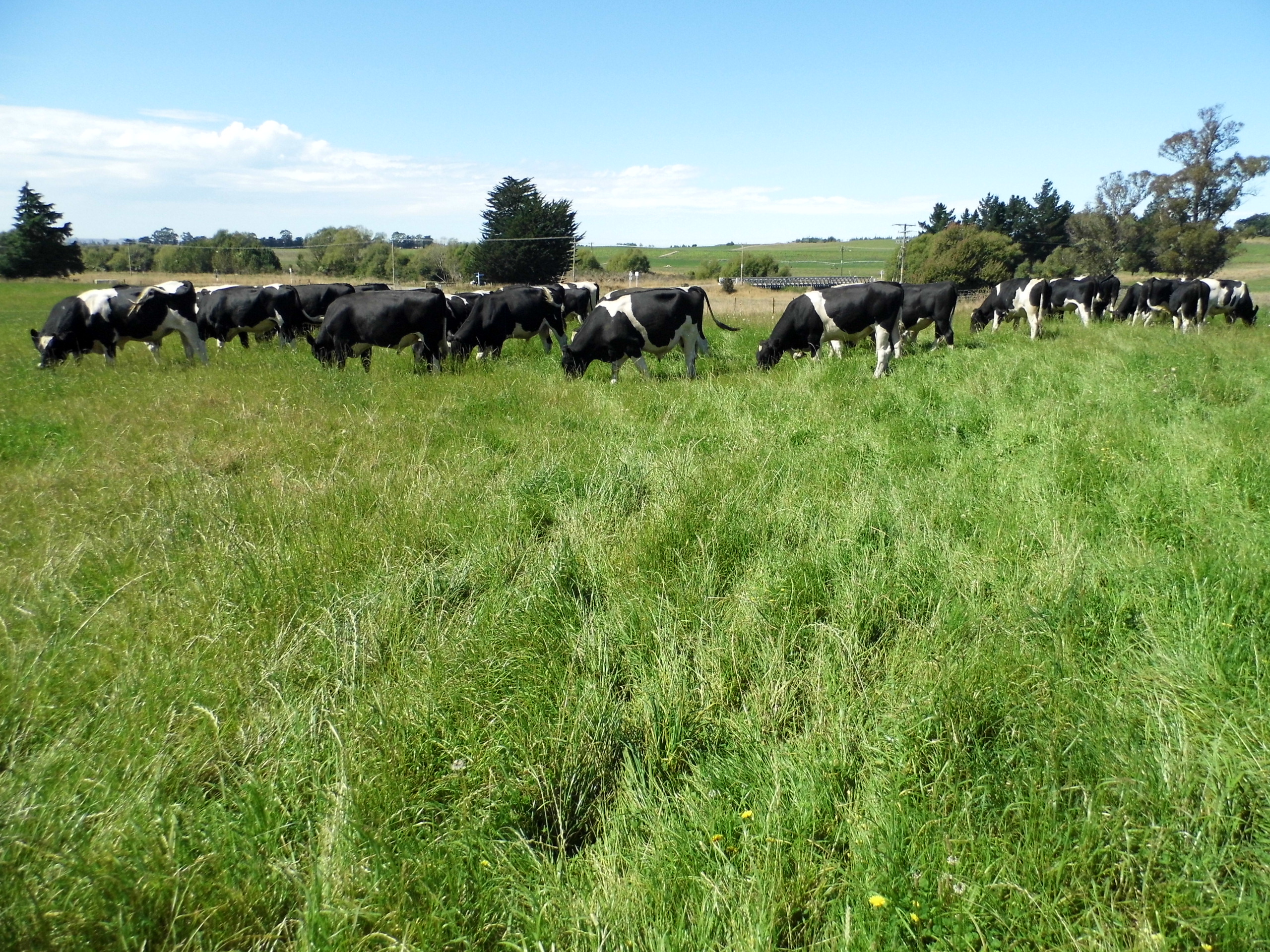 691 Kauru Hill Road, Five Forks and Surrounds, Waitaki, 0 rūma, 0 rūma horoi, Grazing