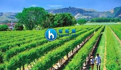 新西兰吉斯伯恩概况
