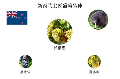 新西兰和澳大利亚的葡萄酒有什么区别？