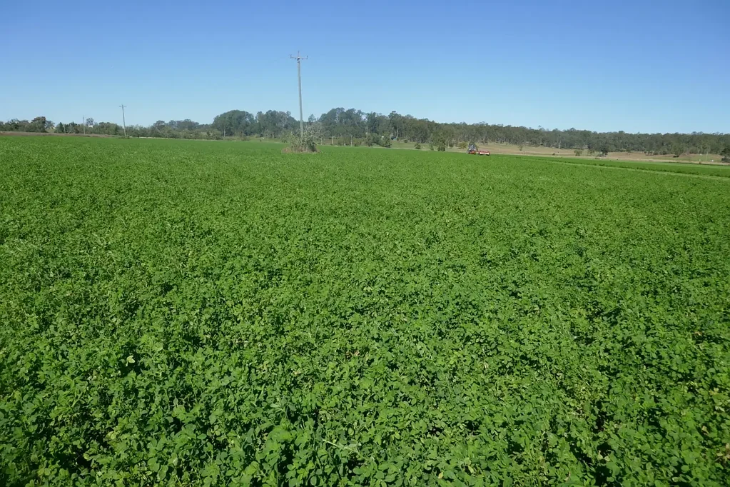 Kyogle  PRIME AG COUNTRY WITH 250ML OF IRRIGATION