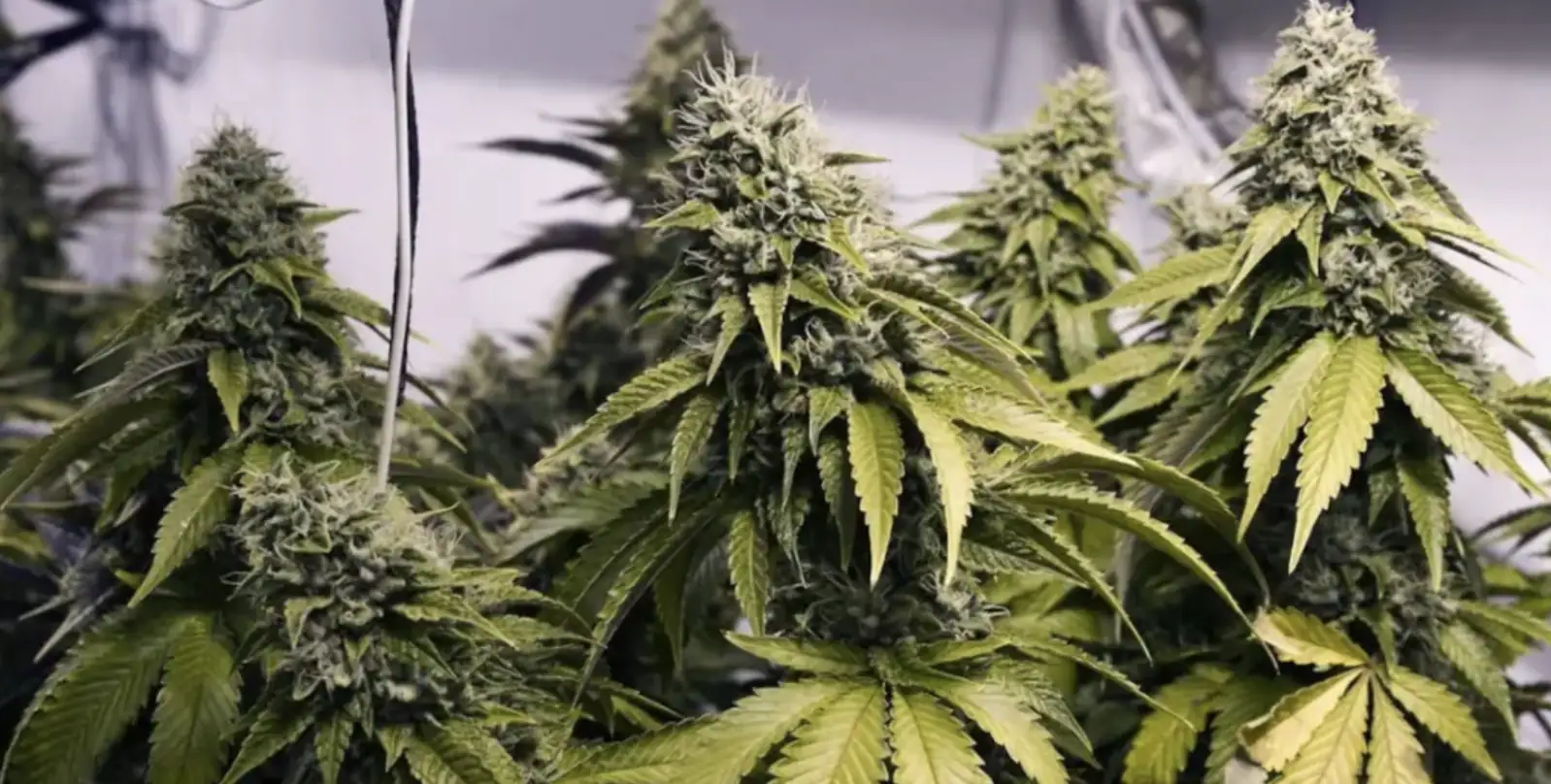 奥克兰女房东涉大麻种植案，家族房产被悉数没收