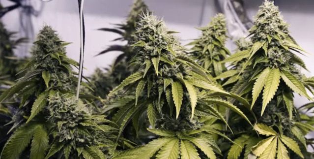 奥克兰女房东涉大麻种植案，家族房产被悉数没收