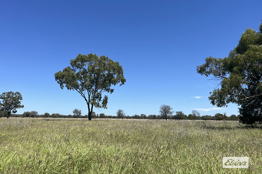 Morven Highway holding paddock