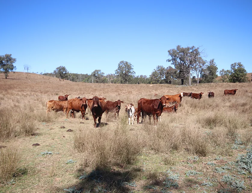 'Beeron' Beeron Road, Beeron, Mundubbera, Wide Bay, 0 Bedrooms, 0 Bathrooms, Lifestyle Property
