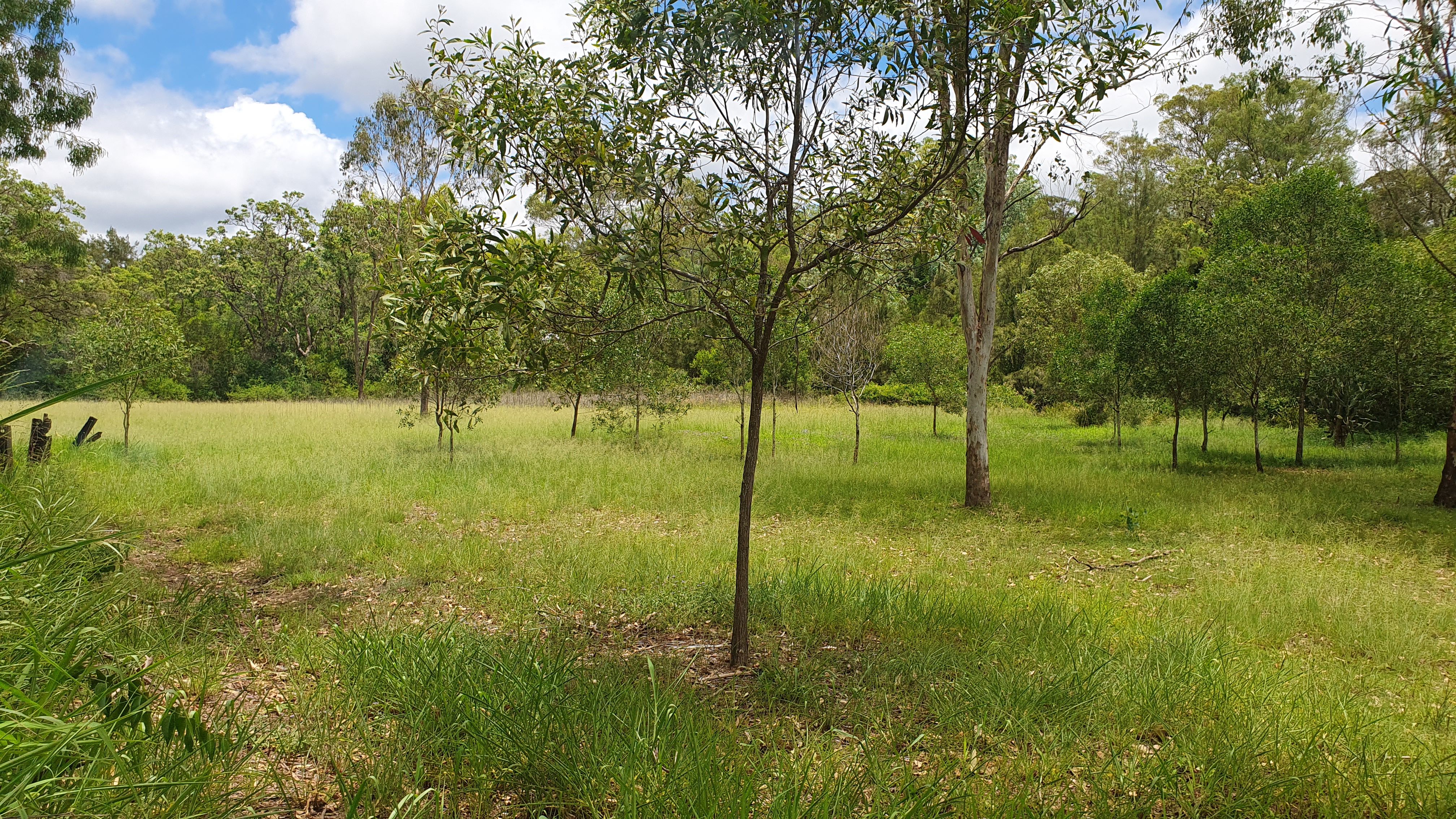 6 BARR SMITH ST, YARRAMAN QLD 4614, 0 chambres, 0 salles de bain, Section