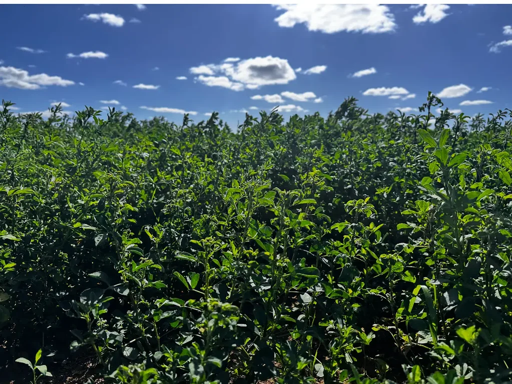 Forbes GLENDARRA is FLOOD FREE IRRIGATION with a BEEF / SHEEP FEEDLOT & FODDER OPPORTUNITY