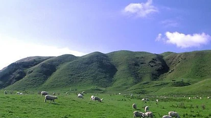 新西兰怀卡托农场全国销量最高