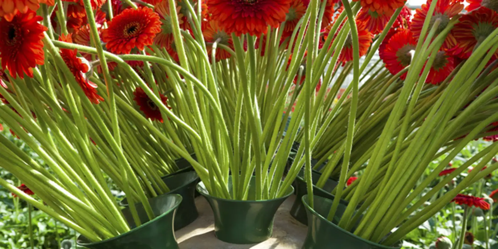 新西兰一花卉种植企业获2014年能源效率与节约奖（EECA Awards） ...